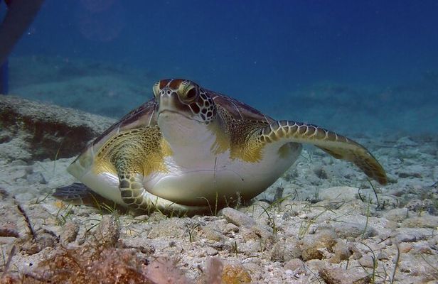 Guided snorkeling trip to the turtles in Protaras