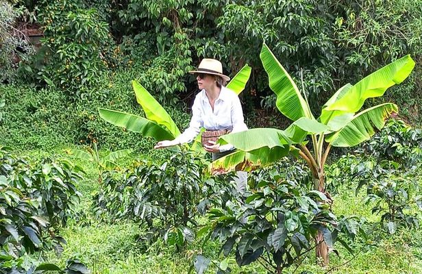 5-Hour Coffee and Pablo Express Mix Tour in Medellín