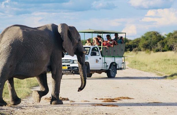Safari in Etosha national park with professional tour guides born in Etosha.