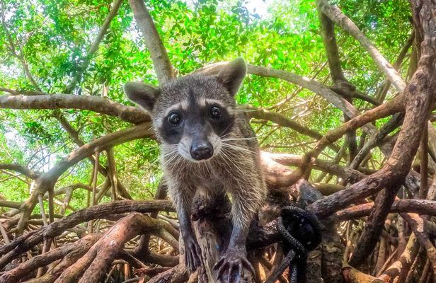 Adventure full day Isla Barú + Mangroves + Snorkel + bioluminescent plankton
