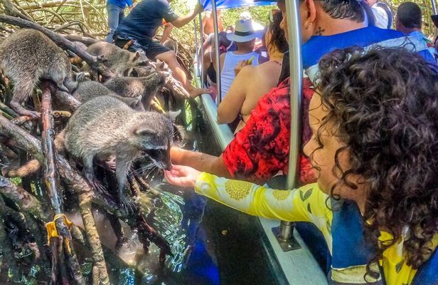 Magical Full-Day Tour Through The Mangroves And The Beach In Isla de Barú