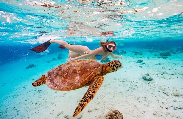 Private Turtle Tour Rarotonga (Price is for up to 3pax)