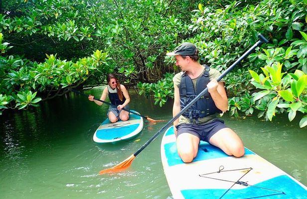 Ishigaki Mangrove SUP or Canoeing and Phantom Island Snorkeling