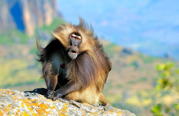 3 Days Trekking Simien Mountains Tours
