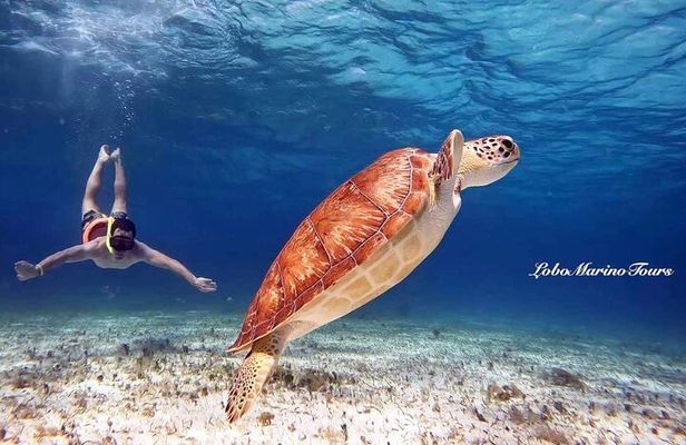 Star and Turtle Sanctuary Snorkeling Tour in Cozumel