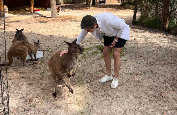 Shore Excursion-Healesville-Sanctuary-Private-Group- Max 7 PAX -Yarra Valley
