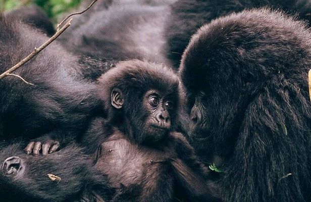 1 Day Rwanda Gorilla Trekking