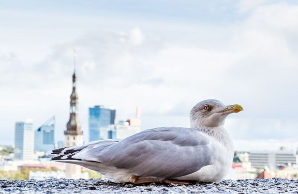 Private Custom Walking Tour with Local Guide in Tallinn