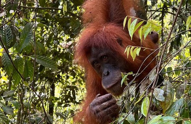 Bukit lawang 2 Day 1 Night with camping