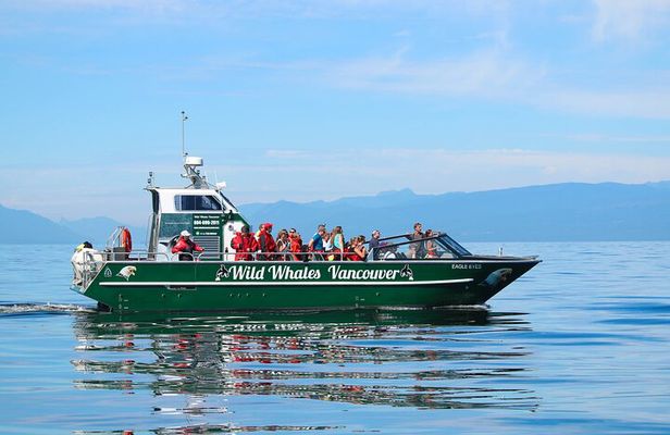 Wild Whale Watching Experience - Open Air Vessel