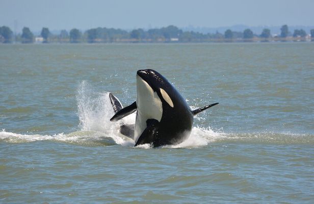 Wild Whale Watching Experience - Open Air Vessel