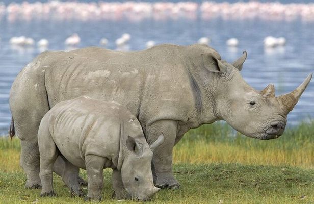 Half Day Wildlife Safari Tala Game Reserve and Lion Park