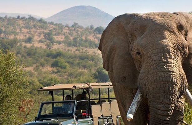 Tala Game Reserve Natal Lion Park and Phezulu Safari Park Tour
