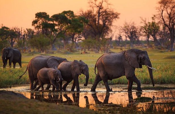 Amboseli National Park Day tour; Free Wifi Connection