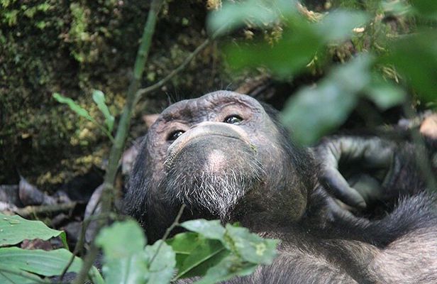 2 days Chimpanzee Tracking and Canopy Walk Nyungwe