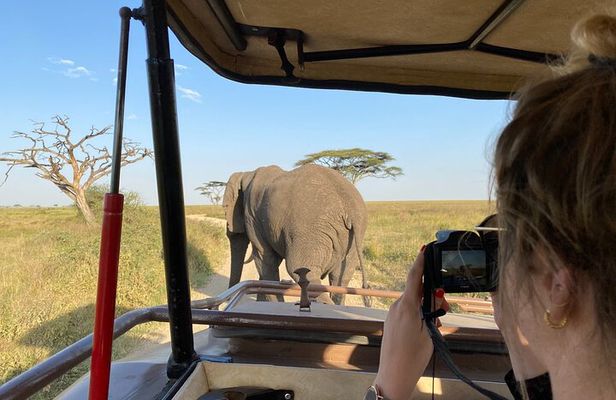 Day trip Safari from Zanzibar to Mikumi by Flight