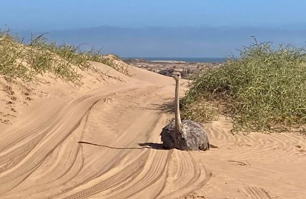 Sandwich Harbour 4WD Morning Half Day Guided Tour from Walvis Bay