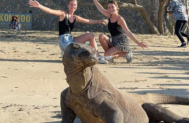 Explore Komodo and Swim with Whale Sharks
