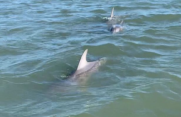 Private Charleston Sunset & Dolphin Cruise