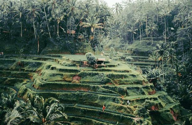 The Best Ubud Experience in a Full-Day Private Tour - Free WIFI