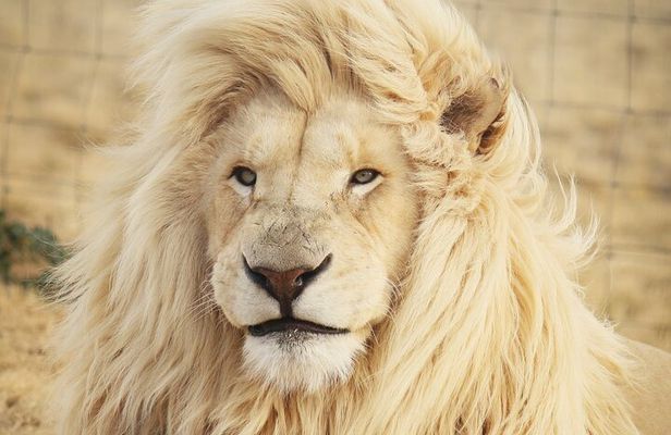 Big 5 Safari Aquila Full Day Private Return From Cape Town