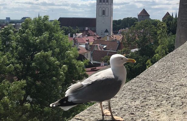 Half-Day Private Accessible City Tour in Tallinn