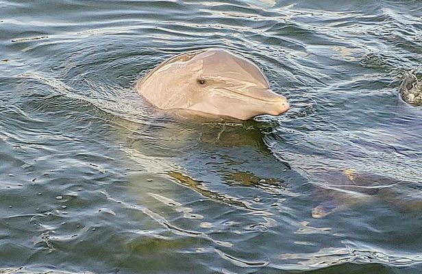 Shell Key and Dolphin Adventure Private Tour in Florida