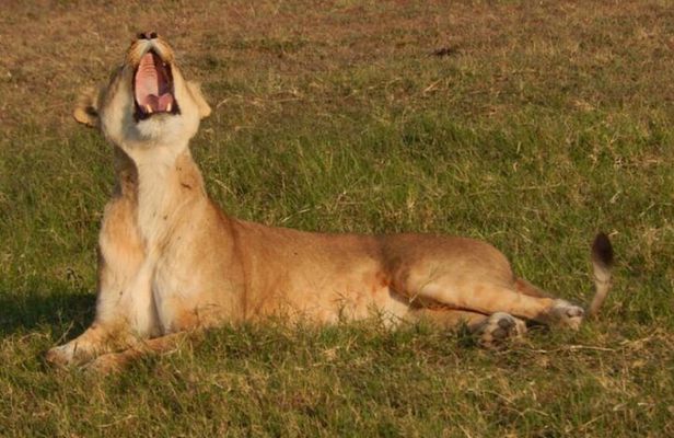 Private 3-Days of wildlife Safari exploring Uganda