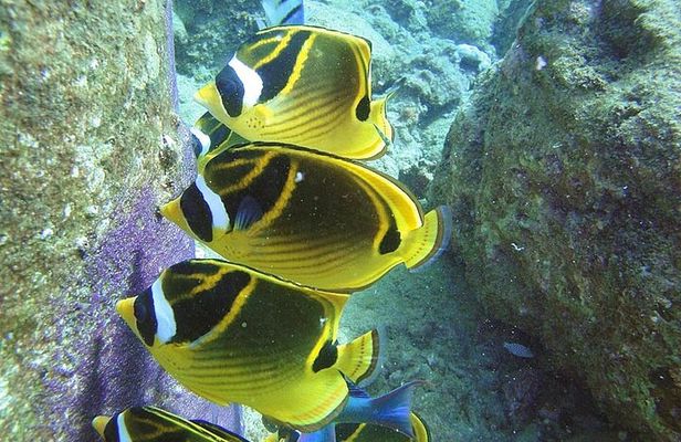 2-Hour Snorkeling Adventure in Kauai