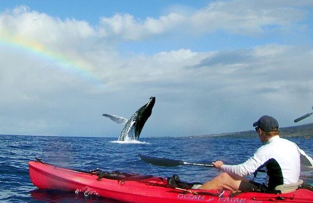 Kayak Whale Watch and Snorkel Hawaiian Islands Whale Sanctuary