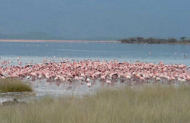 8-Day Private Safari Tour in Nairobi Kenya