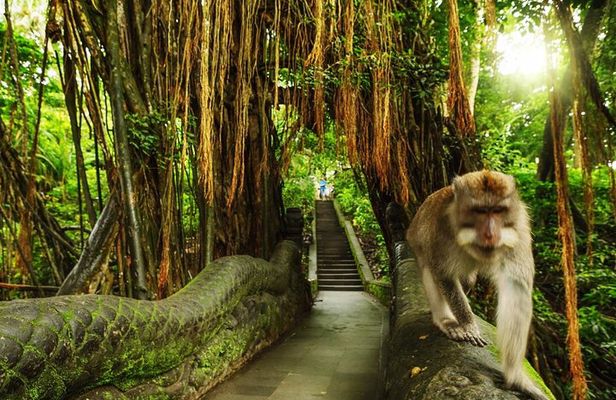 Private Guided Tour: The Best Of Ubud With Jungle Swing