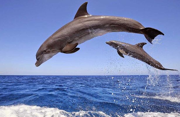 Dolphin House Snorkeling Fun in Hurghada