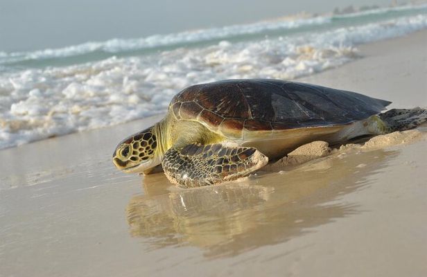 Experience with sea turtles in Boavista