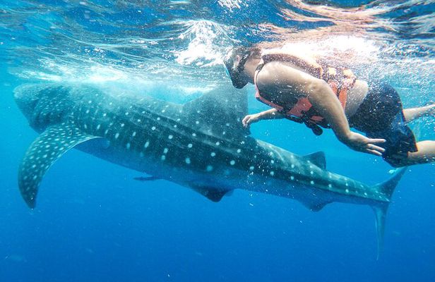 Whale Shark Adventure in Isla Mujeres and Cancun