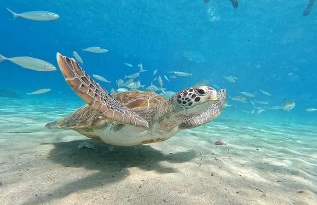 Curacao Sea Turtle Swim and West Side Natural Highlights