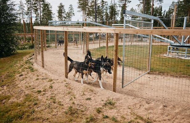 Life of the Husky, Kennel Tour and Husky Ride in Summer