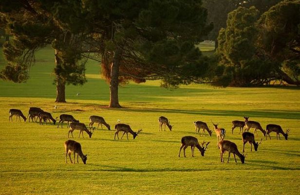 Sun , Sea & Savor : National Park Brijuni Cruise & Beach Escape