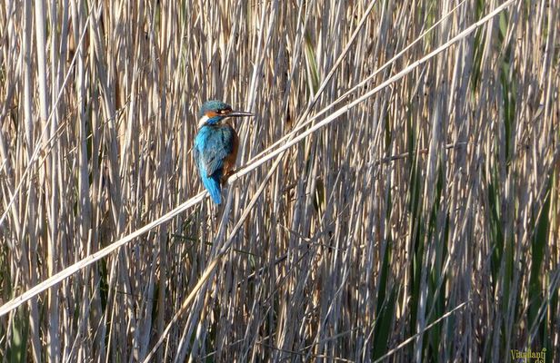 Birdwatching Boccadoro: the wildlife of the wetland