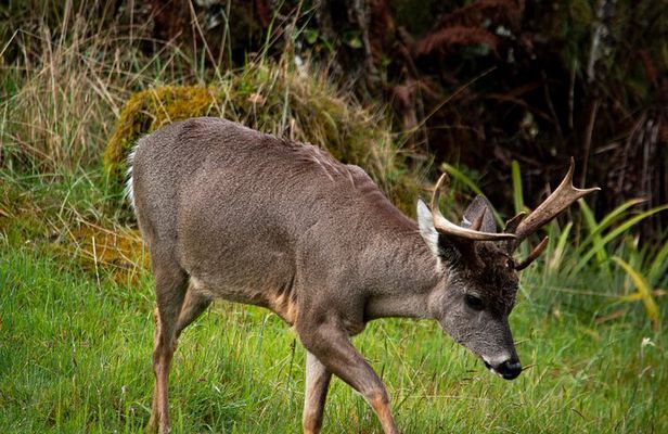 Private Tour Deer in the Chingaza Páramo and Suasie Trail