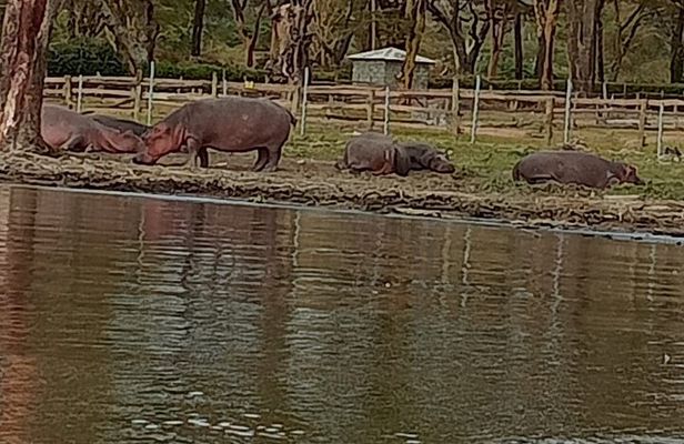 Private Day tour to Hell's Gate National Park and Lake Naivasha