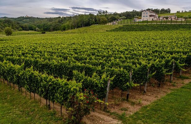 Private Winery Adventure in Rovinj at Stancija Collis