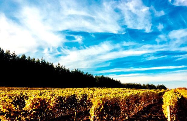 Premium Fraser Valley and White Rock Private Wine Tour