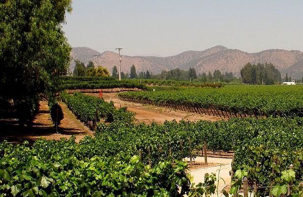 Concha y toro vineyard tour