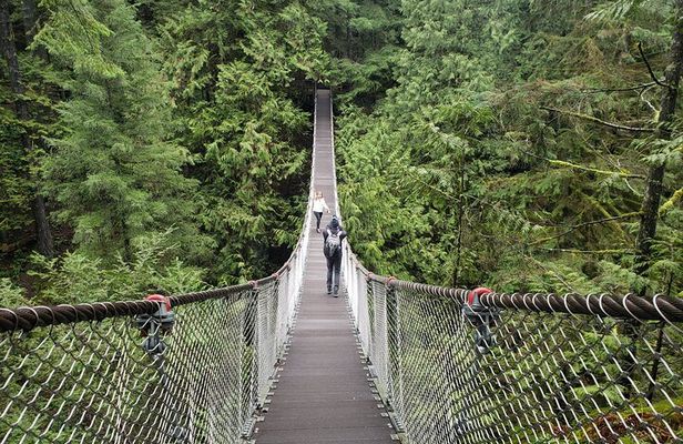 Photography in Rainforest & Suspension Bridge