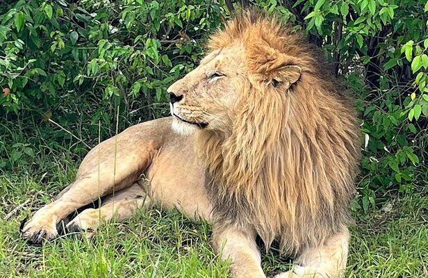 4-Day Adventure to Lake Nakuru & Maasai Mara