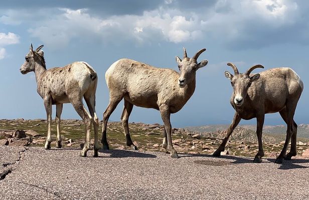 Scenic Tour of the Pikes Peak Highway