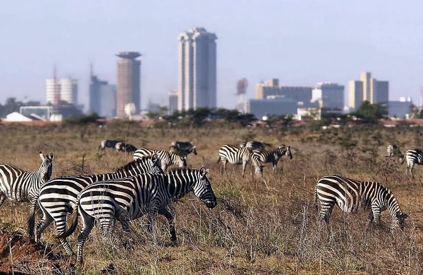 Private Tour Safari To Nairobi National Park