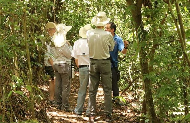 Authentic experience of Coffee, Cane and Caco inside the forest
