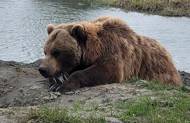 Tour from Anchorage to Alaska Wildlife Center
